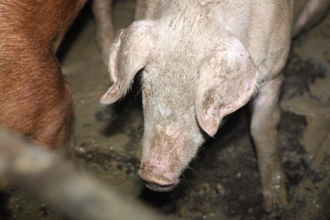 Grower/finisher pigs at Narrogin Piggery WA