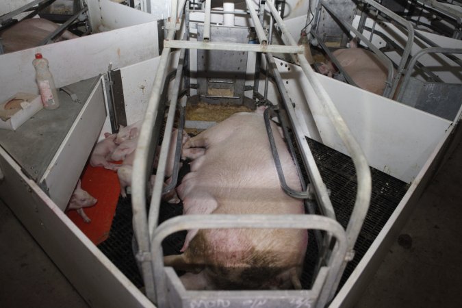 Farrowing crates at Mindarra Piggery WA