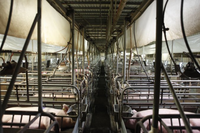 Farrowing crates at Nambeelup Piggery WA