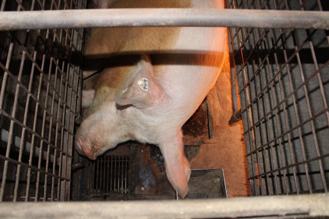 Farrowing crates at Willawa Piggery NSW