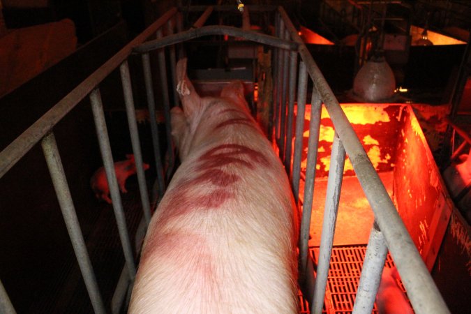 Farrowing crates at Wasleys Tailem Bend Piggery SA