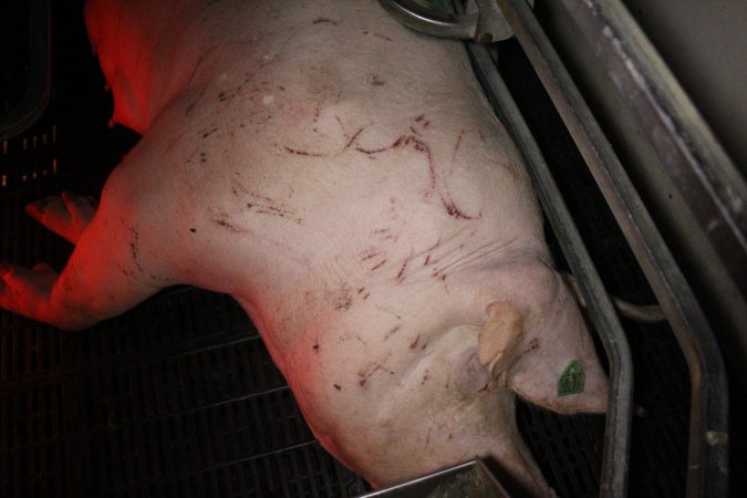 Sow with cuts and scratches
