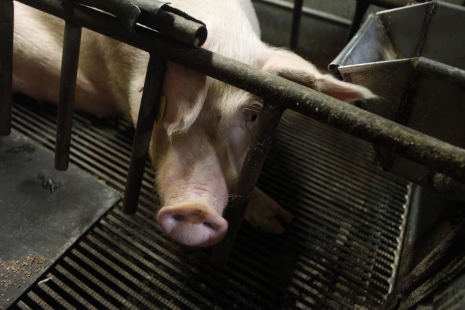 Farrowing crates at Nambeelup Piggery WA