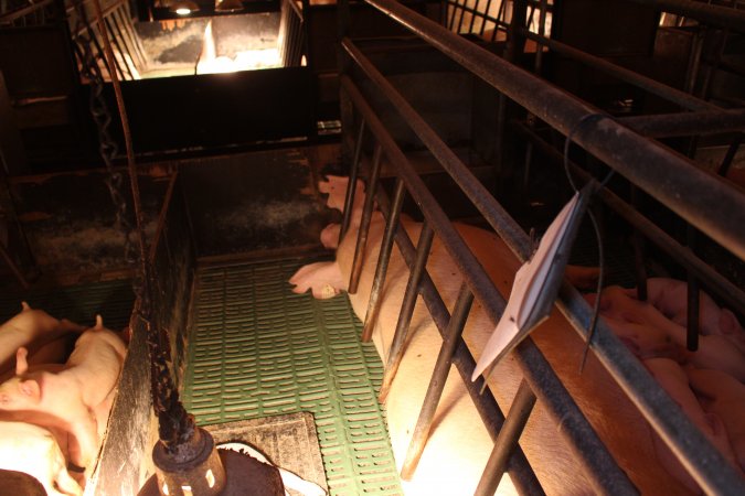 Farrowing crates at Bungowannah Piggery NSW