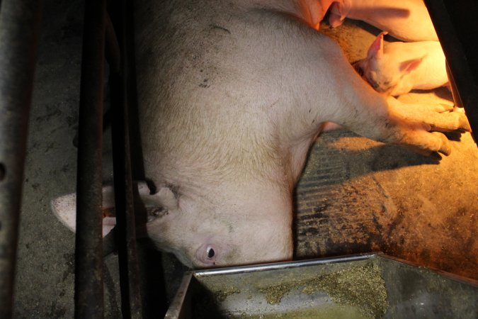 Farrowing crates at Deni Piggery NSW