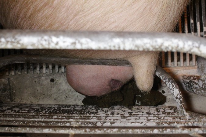 Farrowing crates at St Arnaud Piggery VIC