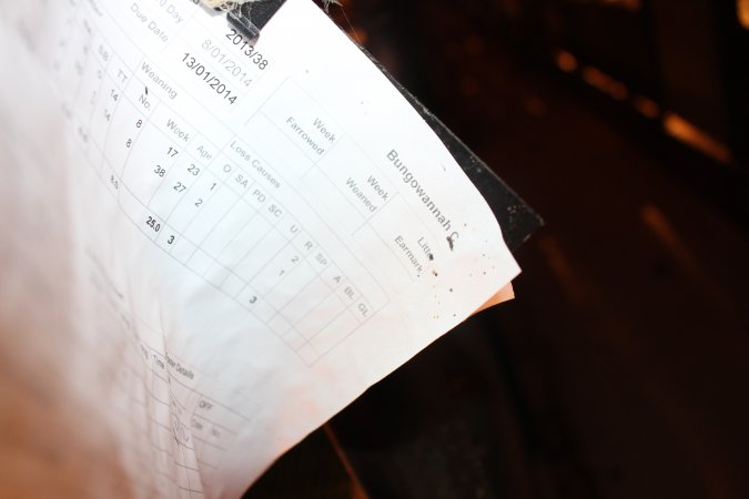 Farrowing record identifying Bungowannah Piggery