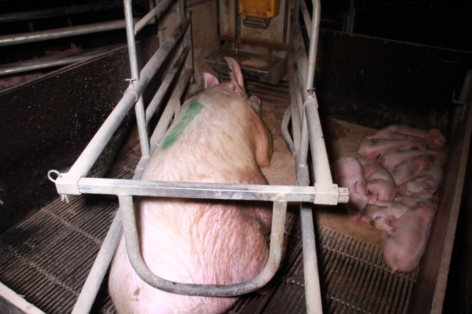Farrowing crates at Girgarre Piggery VIC
