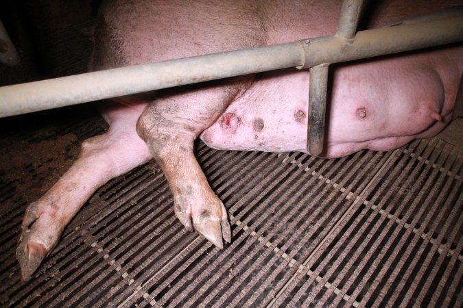 Farrowing crates at Girgarre Piggery VIC