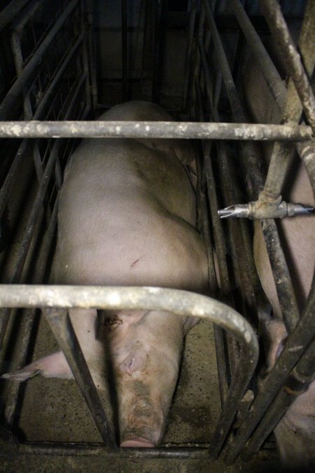 Sow stalls at Dublin Piggery SA