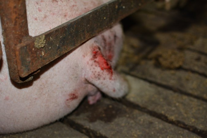 Sow in sow stall with tail wound