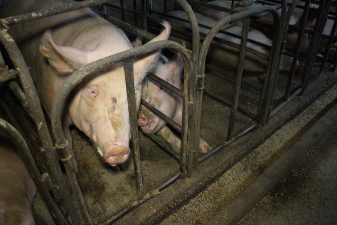 Sow stalls at Dublin Piggery SA