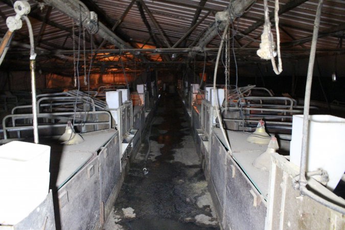 Looking down aisle of farrowing shed