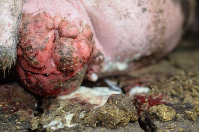 Sow in sow stall with prolapse