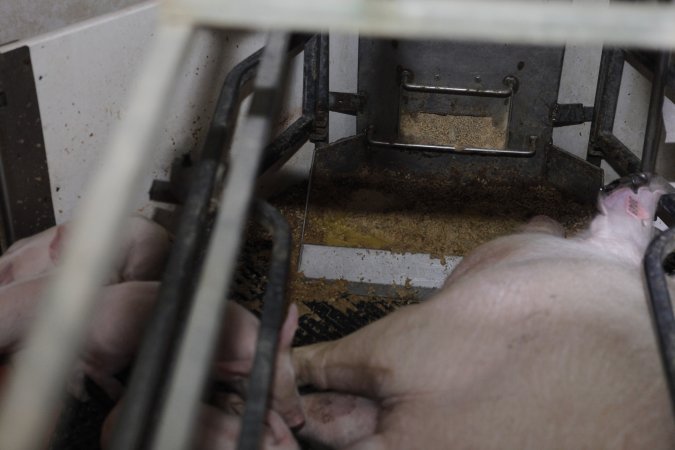 Farrowing crates at Mindarra Piggery WA