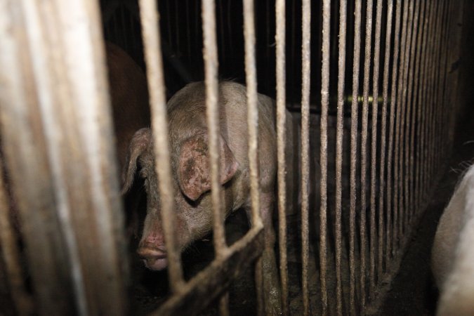 Grower/finisher pigs at Narrogin Piggery WA