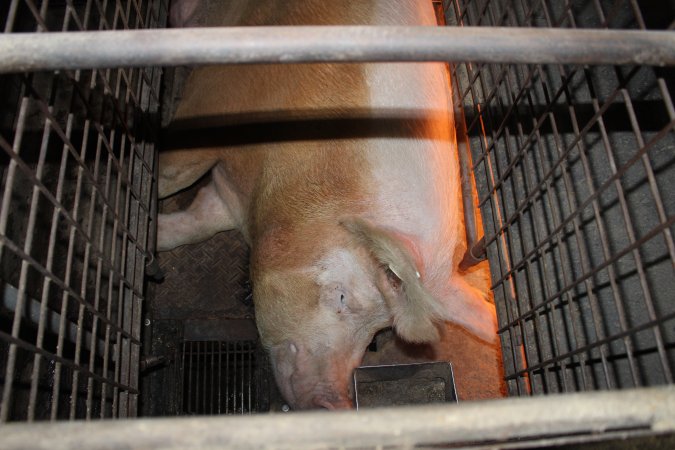 Farrowing crates at Willawa Piggery NSW