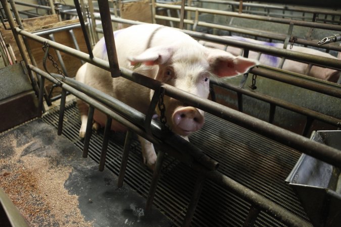 Farrowing crates at Nambeelup Piggery WA