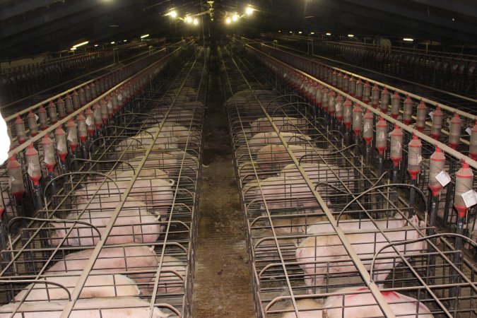 Wide view of huge sow stall shed from above