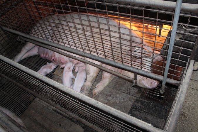Farrowing crates at Willawa Piggery NSW