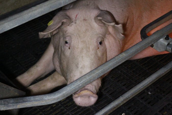 Farrowing crates at Sheaoak Piggery SA