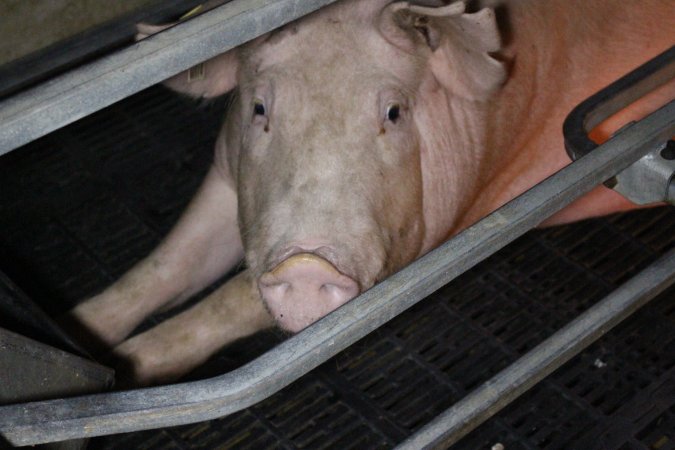 Farrowing crates at Sheaoak Piggery SA