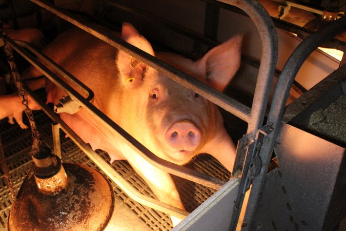 Farrowing crates at Wasleys Tailem Bend Piggery SA