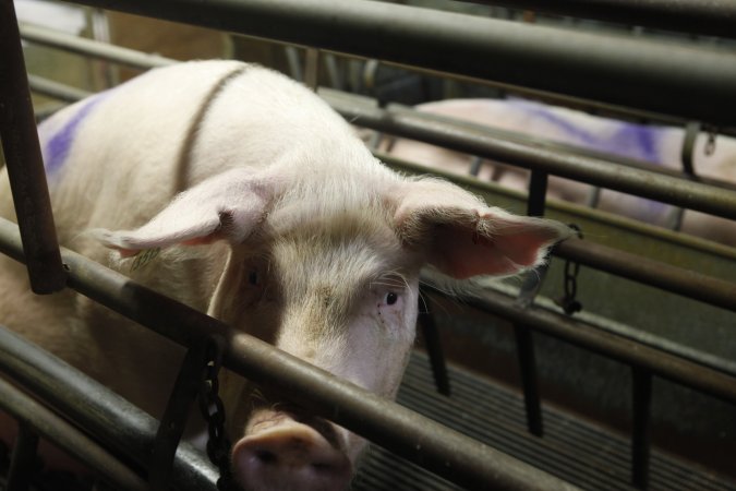 Farrowing crates at Nambeelup Piggery WA