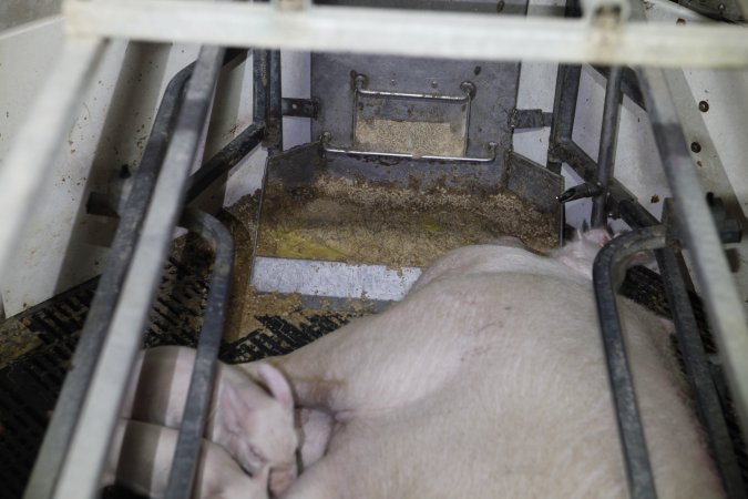 Farrowing crates at Mindarra Piggery WA