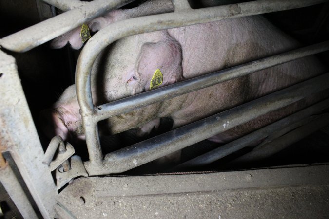 Farrowing crates at Deni Piggery NSW