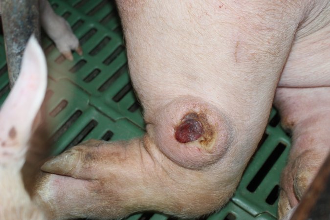 Sow with leg injury