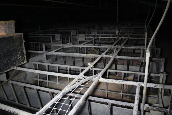 Farrowing crates at Huntly Piggery NSW