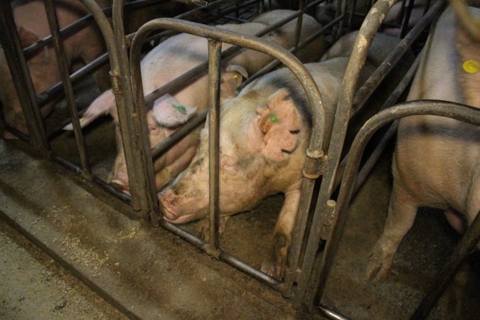 Sow stalls at Dublin Piggery SA