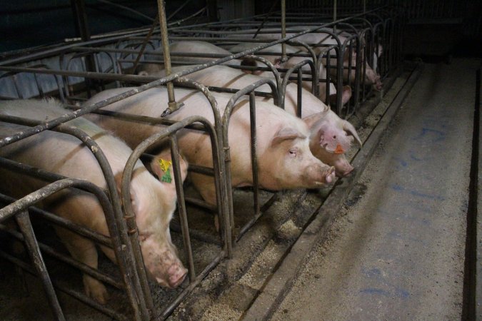 Sow stalls at Dublin Piggery SA