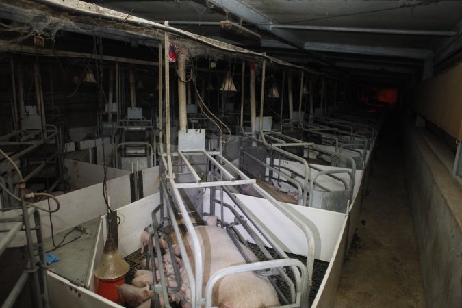 Farrowing crates at Mindarra Piggery WA