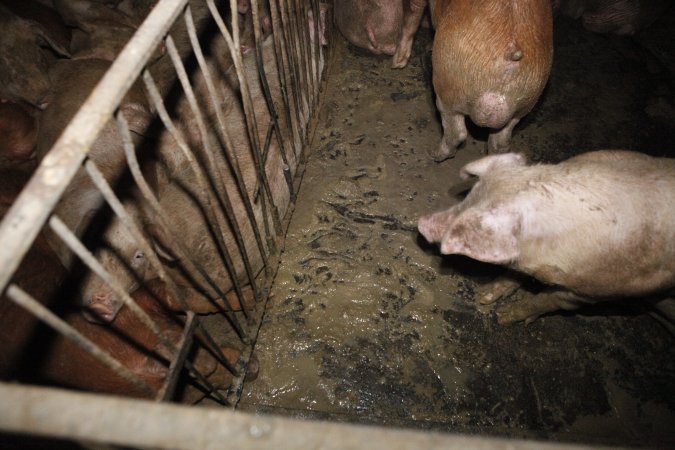 Grower/finisher pigs at Narrogin Piggery WA