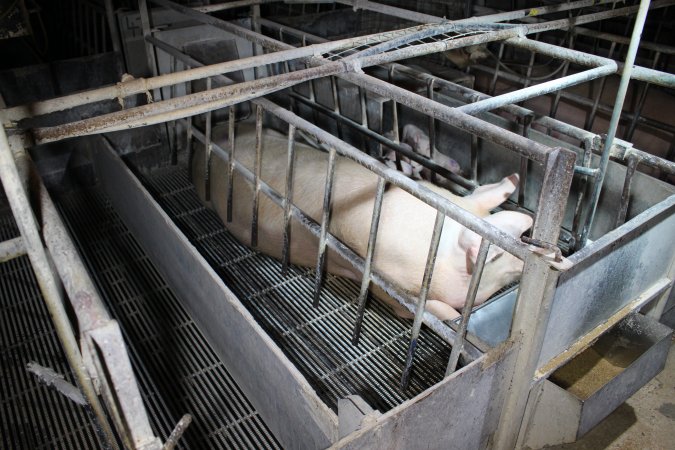 Farrowing crates at Huntly Piggery NSW