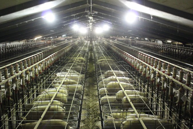 Wide view of huge sow stall shed from above