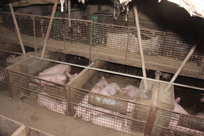 Grower pens underneath farrowing crates