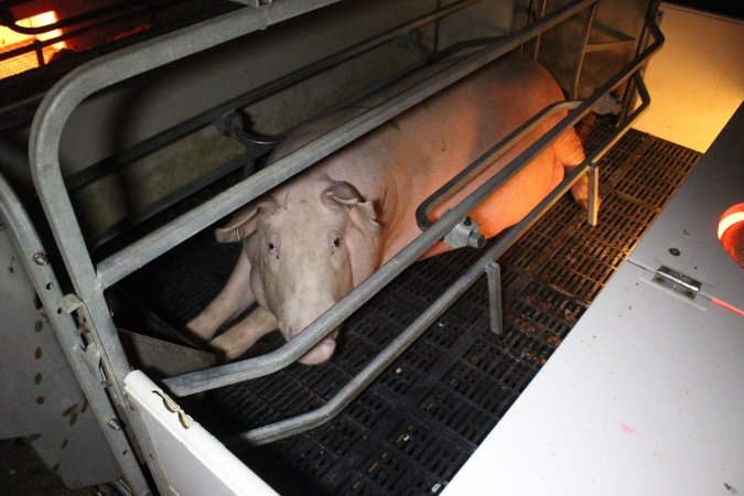 Farrowing crates at Sheaoak Piggery SA