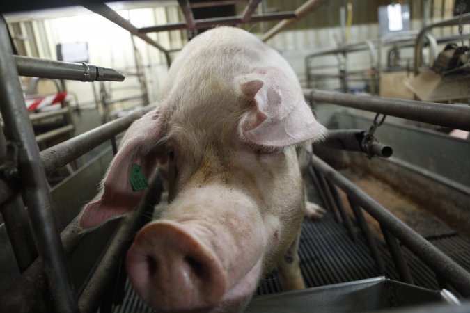 Farrowing crates at Nambeelup Piggery WA