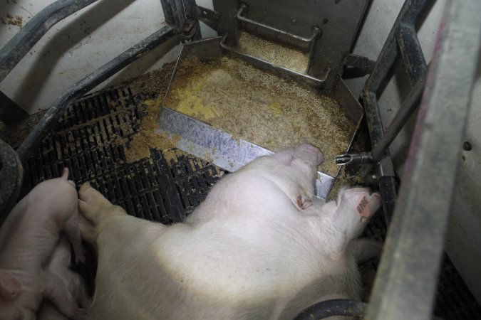 Farrowing crates at Mindarra Piggery WA