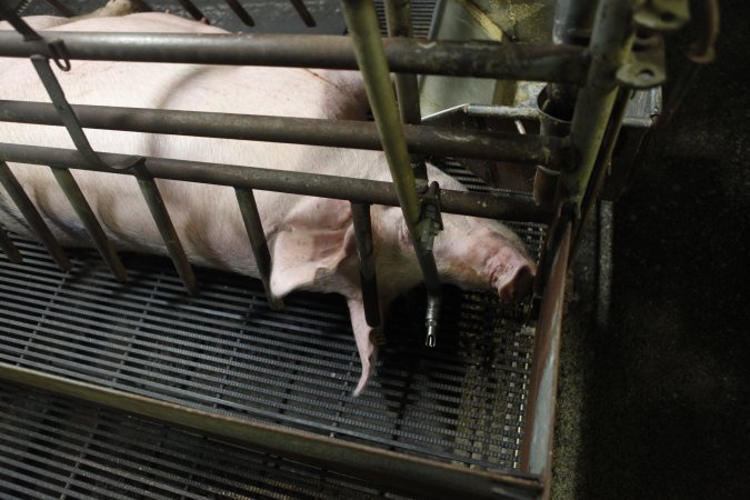 Farrowing crates at Nambeelup Piggery WA