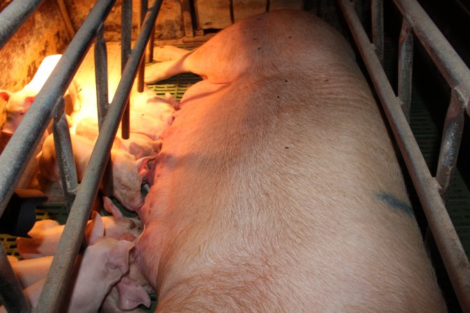 Farrowing crates at Bungowannah Piggery NSW