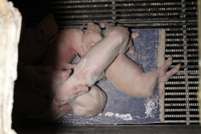 Farrowing crates at Huntly Piggery NSW
