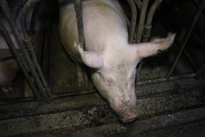 Sow stalls at Dublin Piggery SA