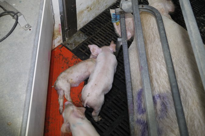 Farrowing crates at Mindarra Piggery WA