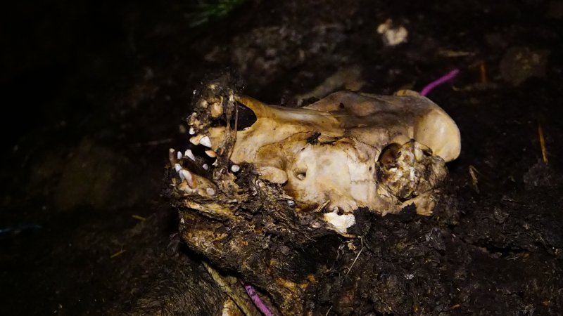 Skull on dead pile