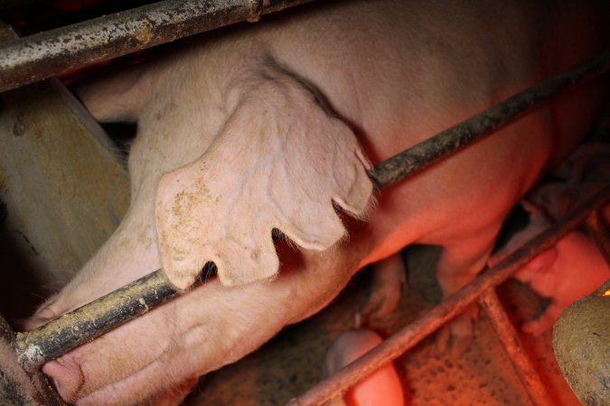 Farrowing crates at Finniss Park Piggery SA