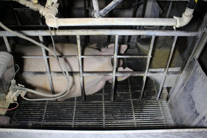 Farrowing crates at Huntly Piggery NSW